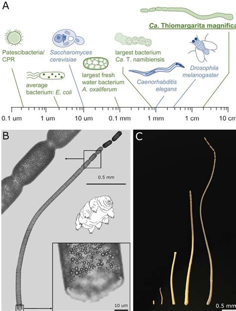 "Impossibly big" bacteria rattle the field of microbiology - Big Think