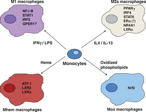 Macrophage Function and Polarization in Cardiovascular Disease | Arteriosclerosis, Thrombosis ...