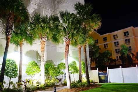 Night view of palm trees stock photo. Image of plants - 114179822