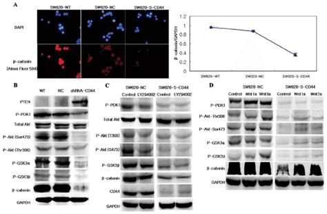 β-catenin expression and Wnt signaling pathway. (A) Immunofluorescence ...