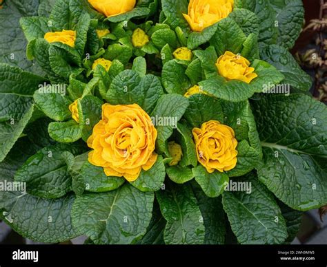 The soft orange flowers of the double primrose Belarina Mandarin Stock Photo - Alamy