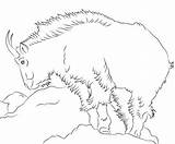 Goat Coloring Page sketch template