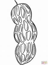 Peanut coloring Page  Free Printable Coloring Pages sketch template