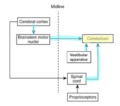 PT 545 - Cerebellum, Basal Ganglia/Nuclei, Movement Flashcards | Quizlet