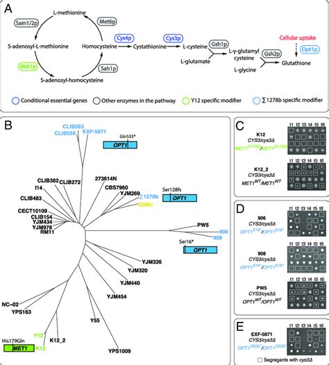 Modifiers underlying the cysteine pathway essentiality arise from... | Download Scientific Diagram