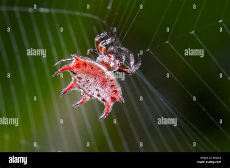 Spiny orb-weaver spider (Gasteracantha curvispina), Nigeria Stock Photo - Alamy
