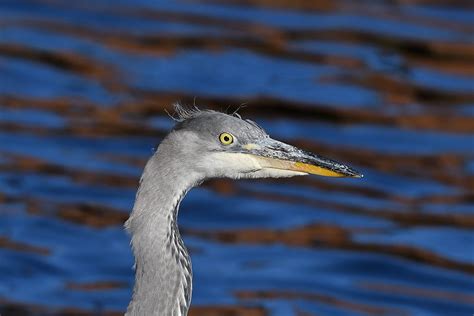 Grey Heron Danger Point 4 9 2023 2a | Alex M Shepherd | Flickr