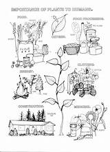 Botany Coloring Book Pages sketch template