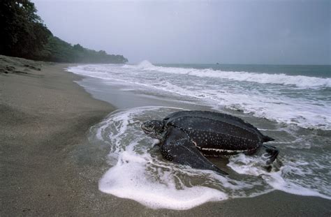 Leatherback sea turtle | Size, Diet, Adaptations, & Facts | Britannica