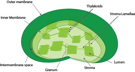 Chloroplast | Definition, Function & Parts - Video & Lesson Transcript ...