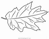 Leaf On The Ground Coloring Page For Kids  Free Leaves Printable sketch template