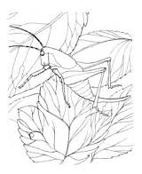 American Locust coloring page  Free Printable Coloring Pages sketch template