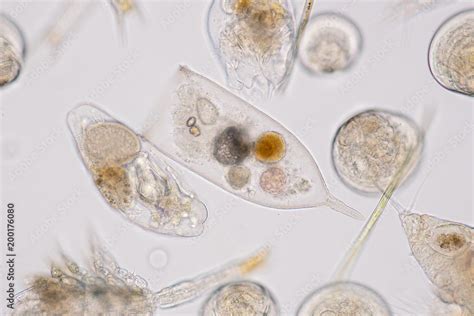 Marine aquatic plankton under microscope view Stock Photo | Adobe Stock