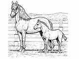 Coloring Pages Of Horses Printable sketch template