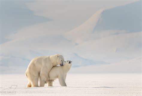 Svalbard Polar Bears Images Prints of Wildlife