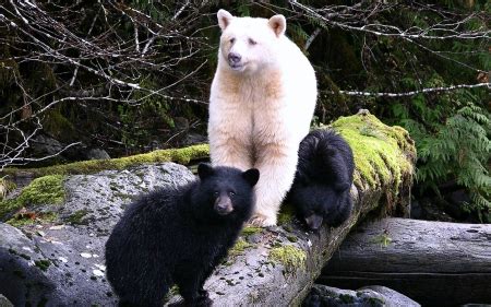 Kermode (Spirit) Bear and her Cubs - Bears & Animals Background Wallpapers on Desktop Nexus ...