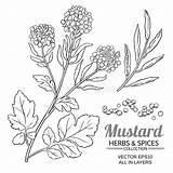 Mustard Plant Coloring Pages sketch template