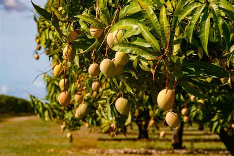 Are Mangoes Good for You — and the Planet?