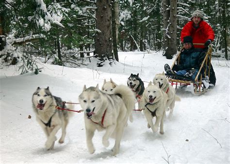 4 Unique dog sled pictures in Biological Science Picture Directory - Pulpbits.net : Biological ...