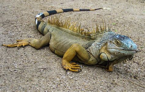 Iguana In The Florida Keys, photo files, #1625226 - FreeImages.com