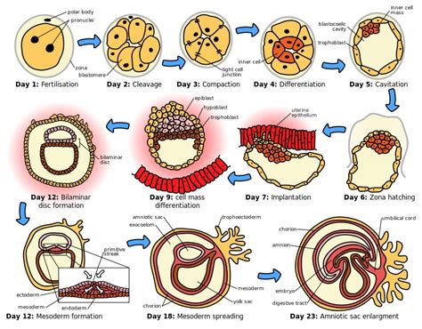 Difference Between Ontogeny and Phylogeny - Pediaa.Com