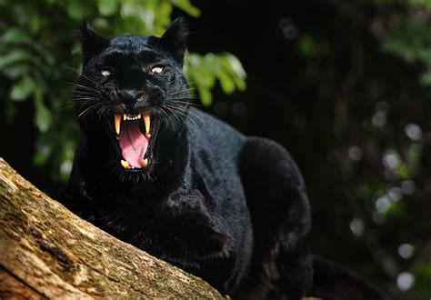 160+ Black Panther Roar Stock Photos, Pictures & Royalty-Free Images ...