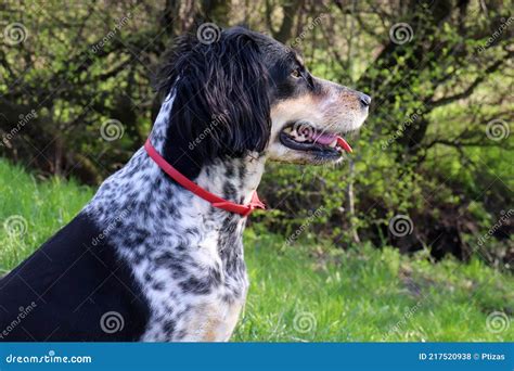 Profile Portrait of a Black and White Dog on Green Grass and Trees Background. Stock Photo ...