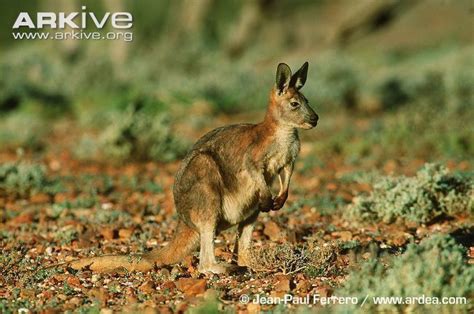 Common wallaroo - Alchetron, The Free Social Encyclopedia