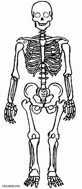 Skull Coloring Sheet Printable  Pirate sketch template