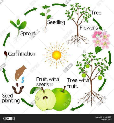 Apple Tree Life Cycle Vector & Photo (Free Trial) | Bigstock