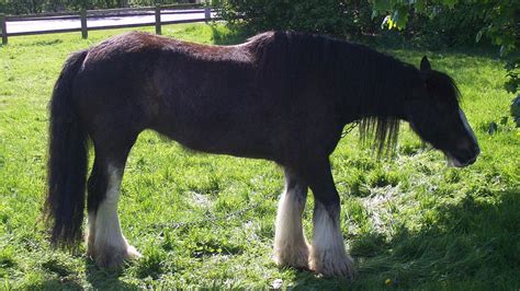 Brown shire horse with white feet tethered in enclosure. Photograph by ...