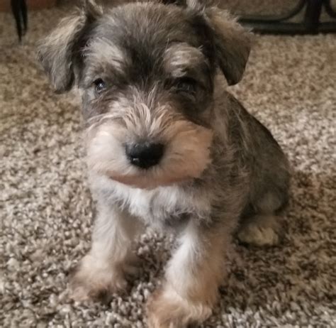 Miniature Schnauzer Puppies For Sale In Ga - l2sanpiero