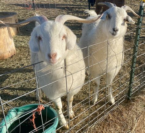 Cashmere Goats – Rockin' K Fiber Farm