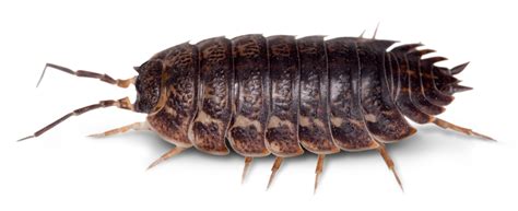 What Are Woodlice | How Do Woodlice Breathe | DK Find Out