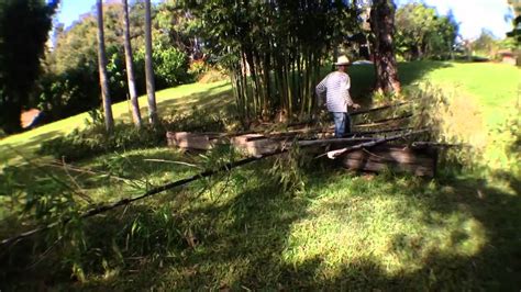 Giant Black Bamboo Harvest & Usage - YouTube