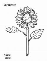 Sunflower coloring page 🌻 🎨 Brighten Your Day With Floral Fun sketch template