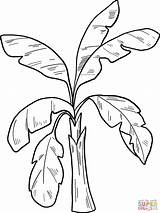 Palm Tree coloring page  Free Printable Coloring Pages sketch template