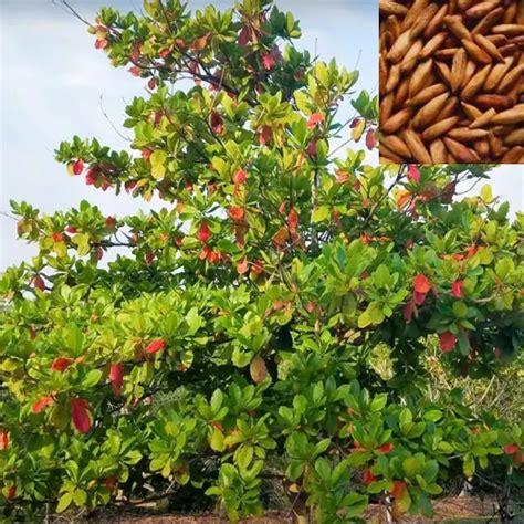 Badam-Indian Almond Tree "Terminalia Catappa" - Nursery Nisarga