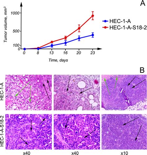 Proliferation of cells that were inoculated into SCID mice ...