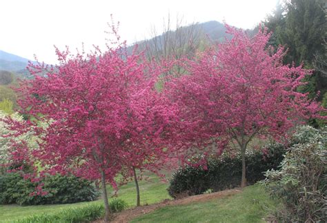 Malus sylvestris (Apple, Common Crabapple, Crabapple, European Crab ...