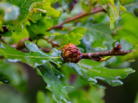 Bumps On Leaves - What Does Leaf Gall Look Like And How To Treat It