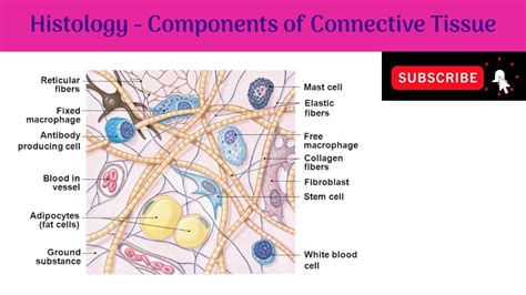 Components of Connective Tissue | Fibers | Cells | Ground substance or ...