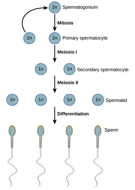 Human Sperm Production Takes Place Within The