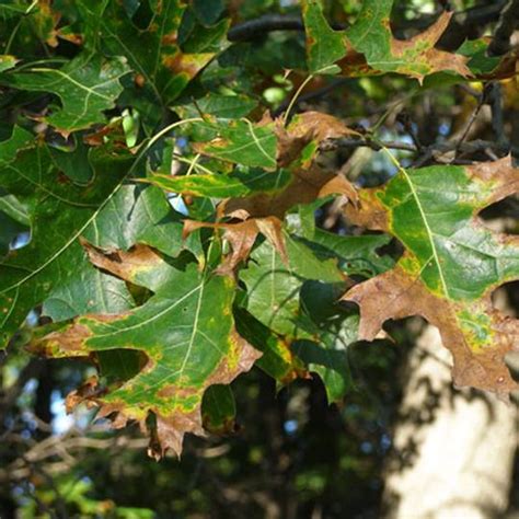 Oak Wilt – Invasive Species Centre