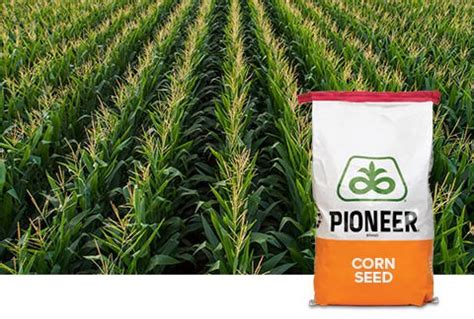 Pioneer Corn