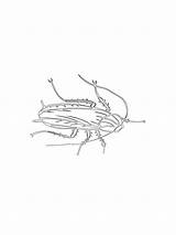 Cockroach Coloring Pages sketch template
