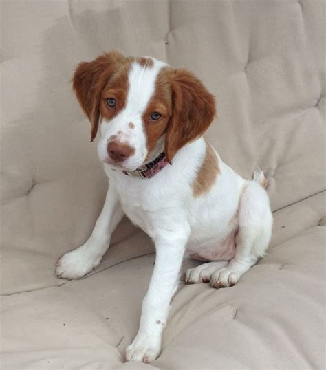 My baby riley , Cutest Brittany puppy ever | Brittany dog, Brittany ...