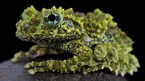 Vietnamese Mossy Frog - Pet Care, Cage Setup, Diet, and Husbandry