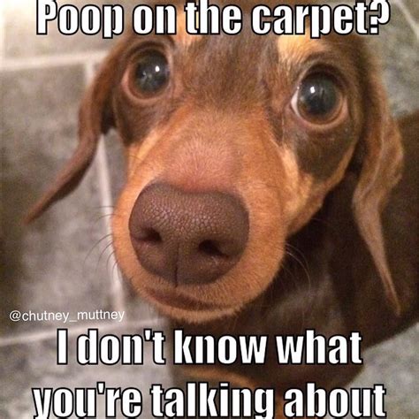 It’s okay @chutney_muttney we know it was probably raining and dachshund don’t do rain | Funny ...