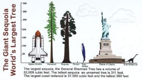 Hyperion: World’s Tallest Tree Lies in a Hidden Location | Gadgets ...